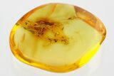 Fossil Spider Webs in Baltic Amber #352722-1